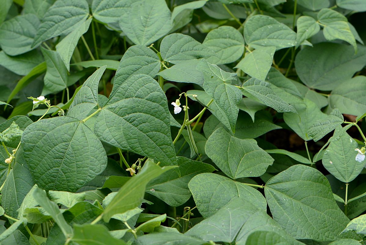 Image of Phaseolus vulgaris specimen.