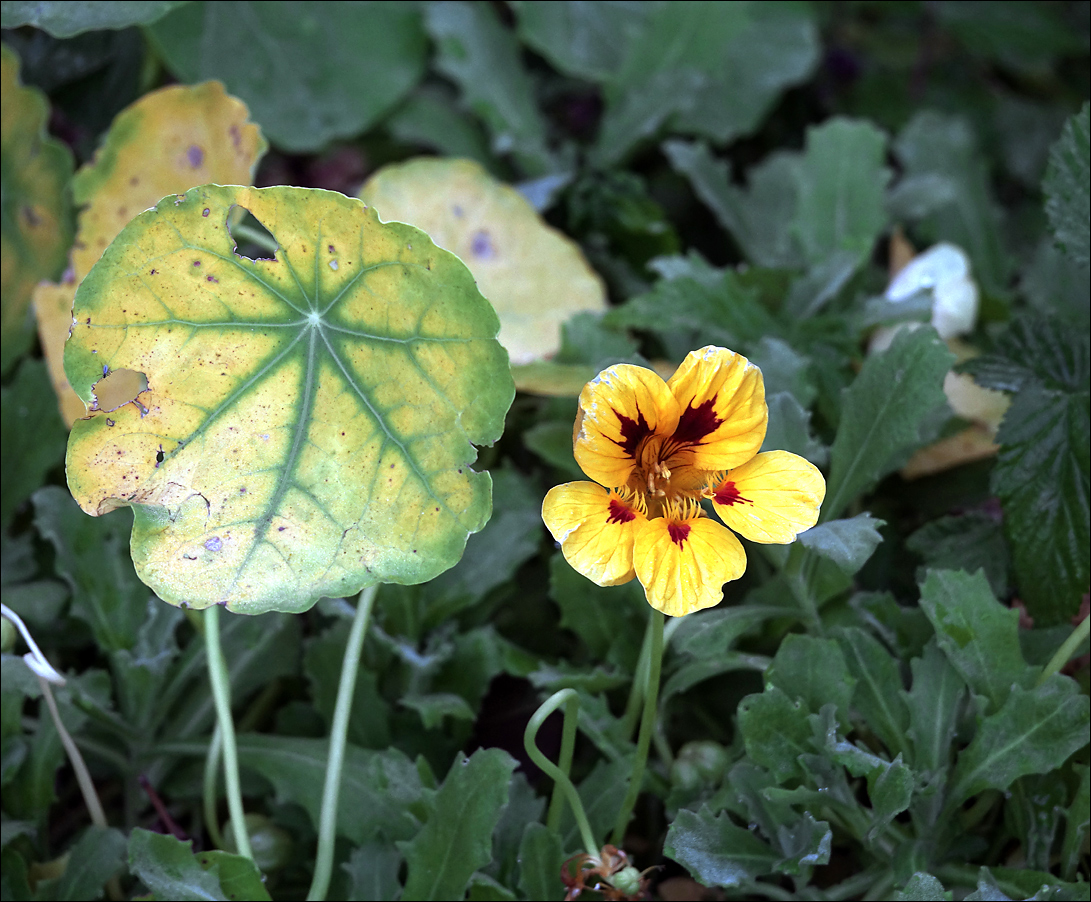 Изображение особи Tropaeolum majus.