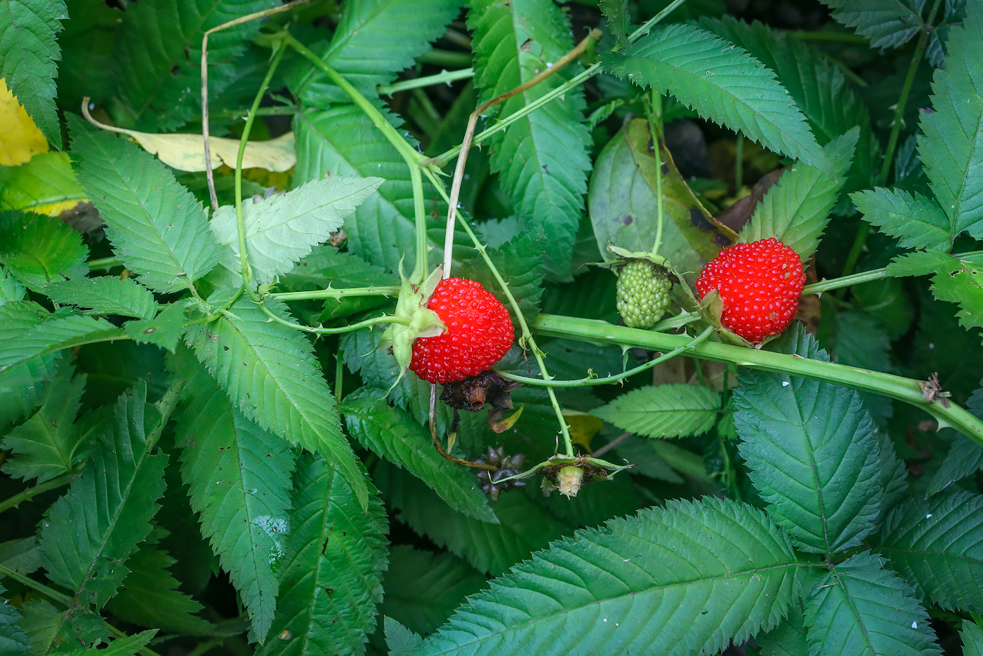 Image of Rubus illecebrosus specimen.