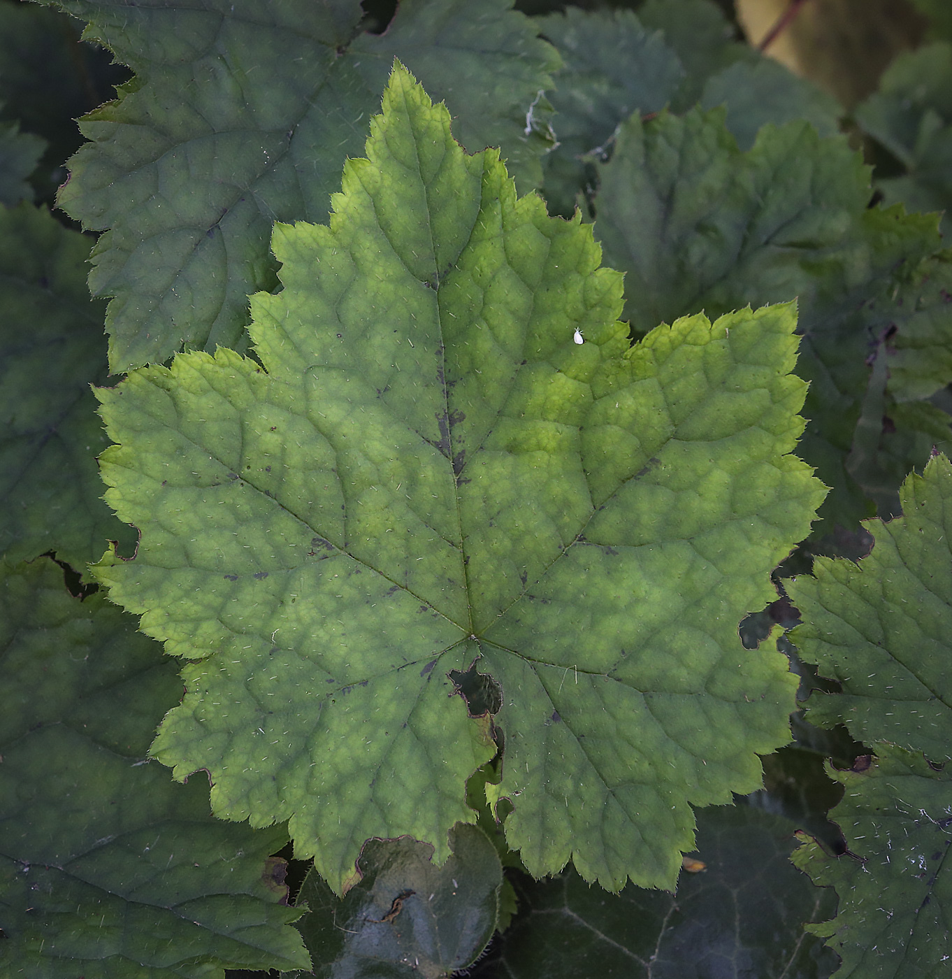 Image of Cimicifuga rubifolia specimen.