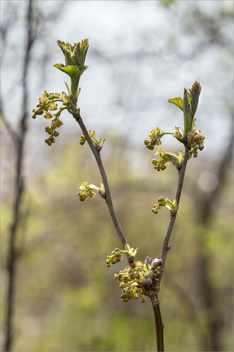 Изображение особи Ribes spicatum.