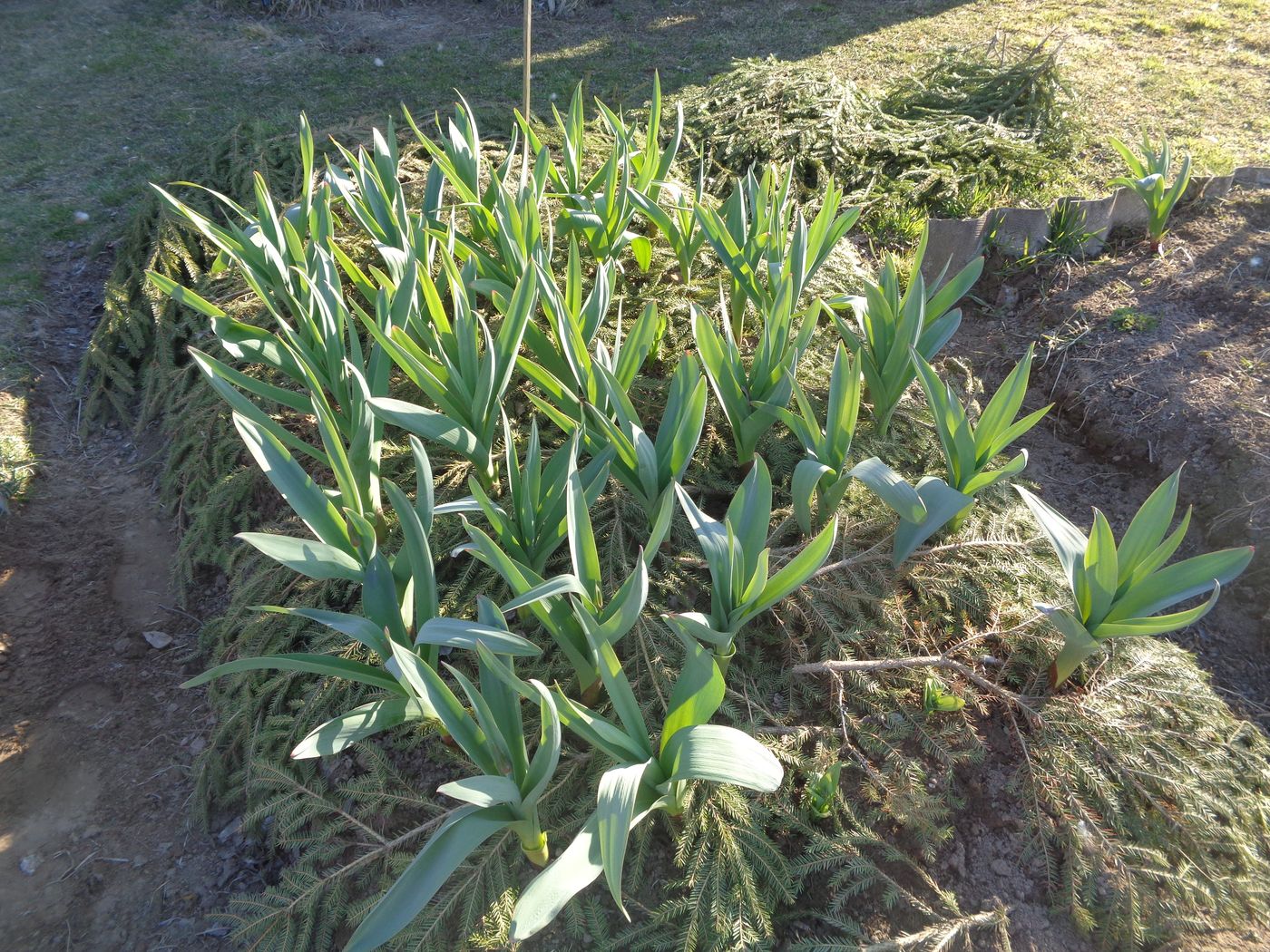Image of Allium aflatunense specimen.