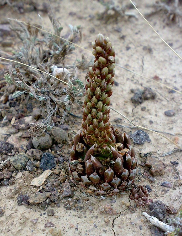 Изображение особи Orostachys thyrsiflora.