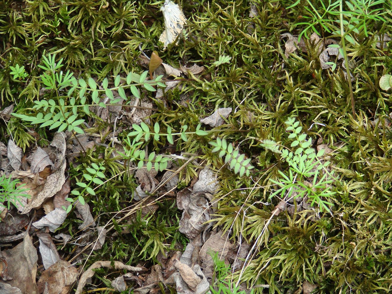 Image of Polemonium chinense specimen.