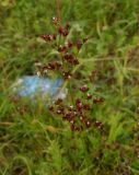 Juncus alpino-articulatus