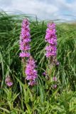 Lythrum salicaria. Верхушки побегов с соцветиями. Псковская обл., Палкинский р-н, окр. дер. Шабаны, берег р. Великая, сырой луг на известняке. 12.08.2020.