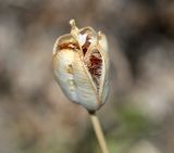 genus Tulipa. Вскрывшийся плод-коробочка. Волгоградская обл., Камышинский р-н, Лебяженское сельское поселение, окр. горы Уши, песчаный овраг. 31.05.2019.