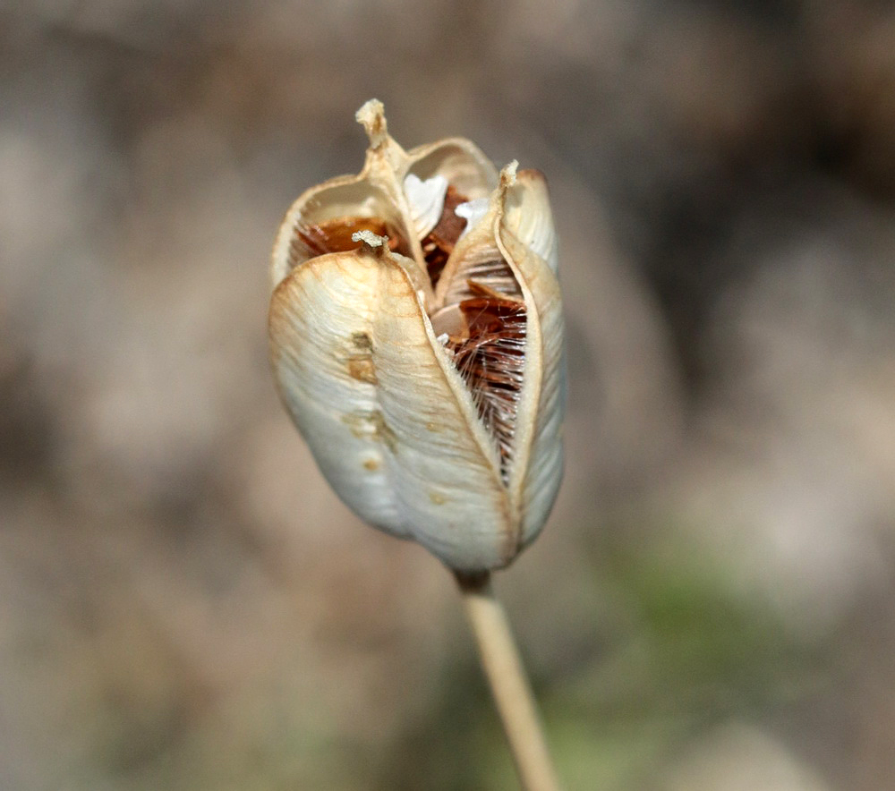 Изображение особи род Tulipa.