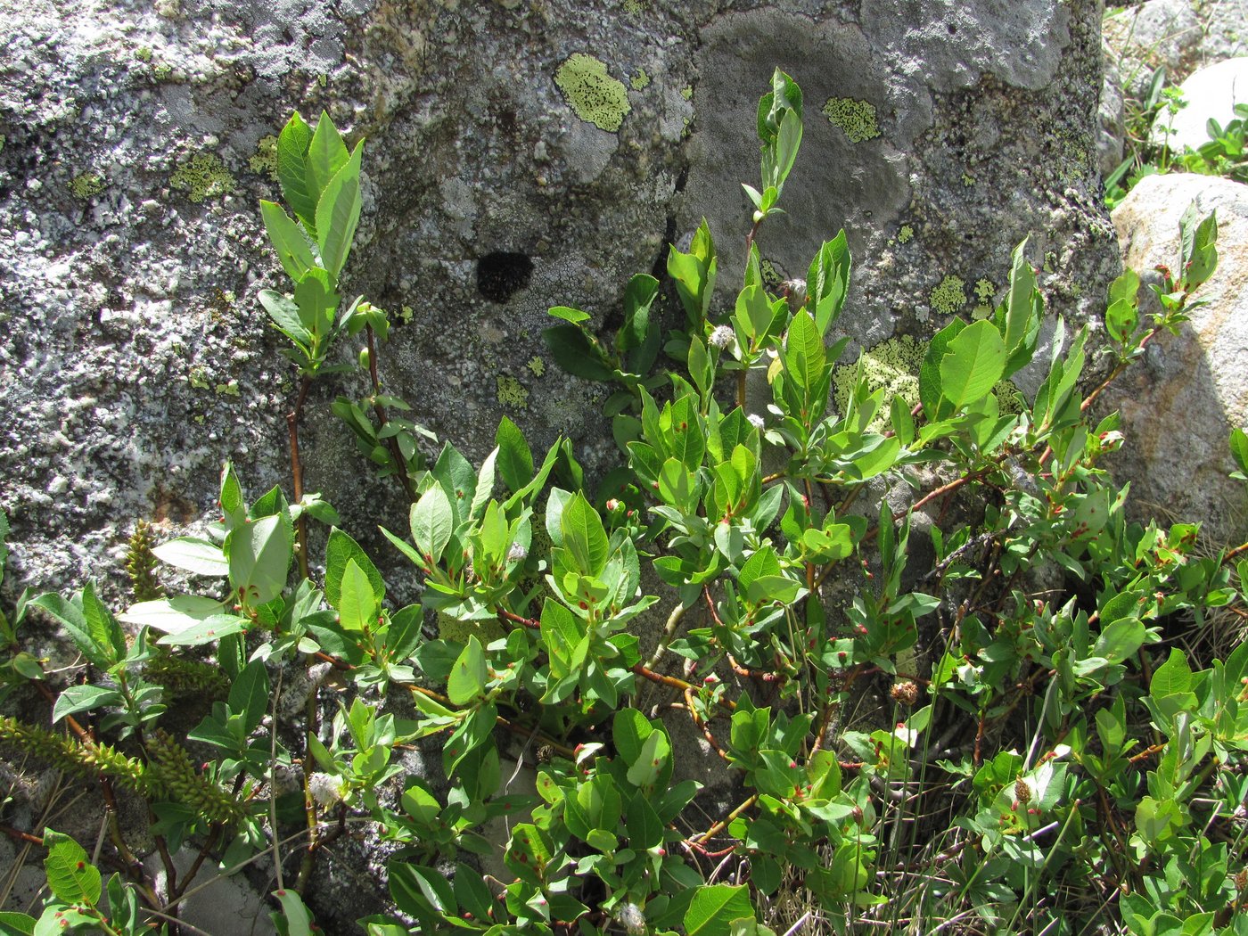 Image of Salix apoda specimen.