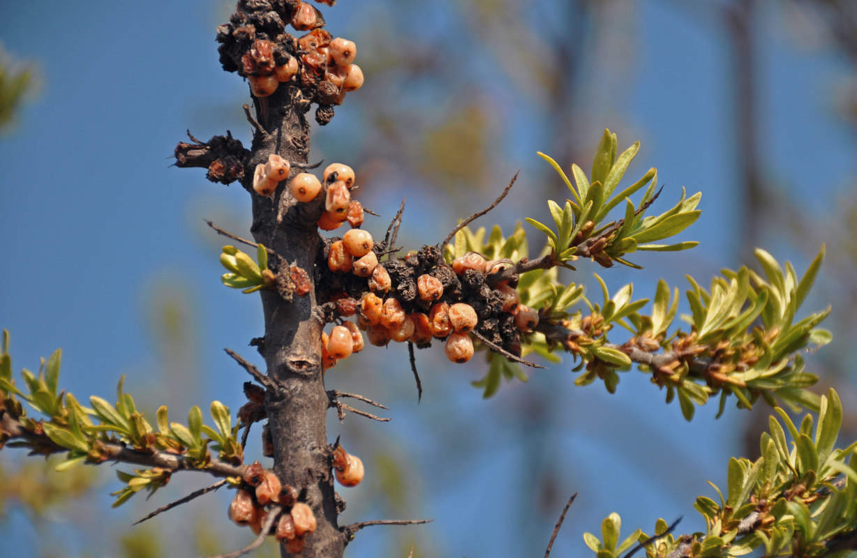 Image of Hippophae rhamnoides specimen.