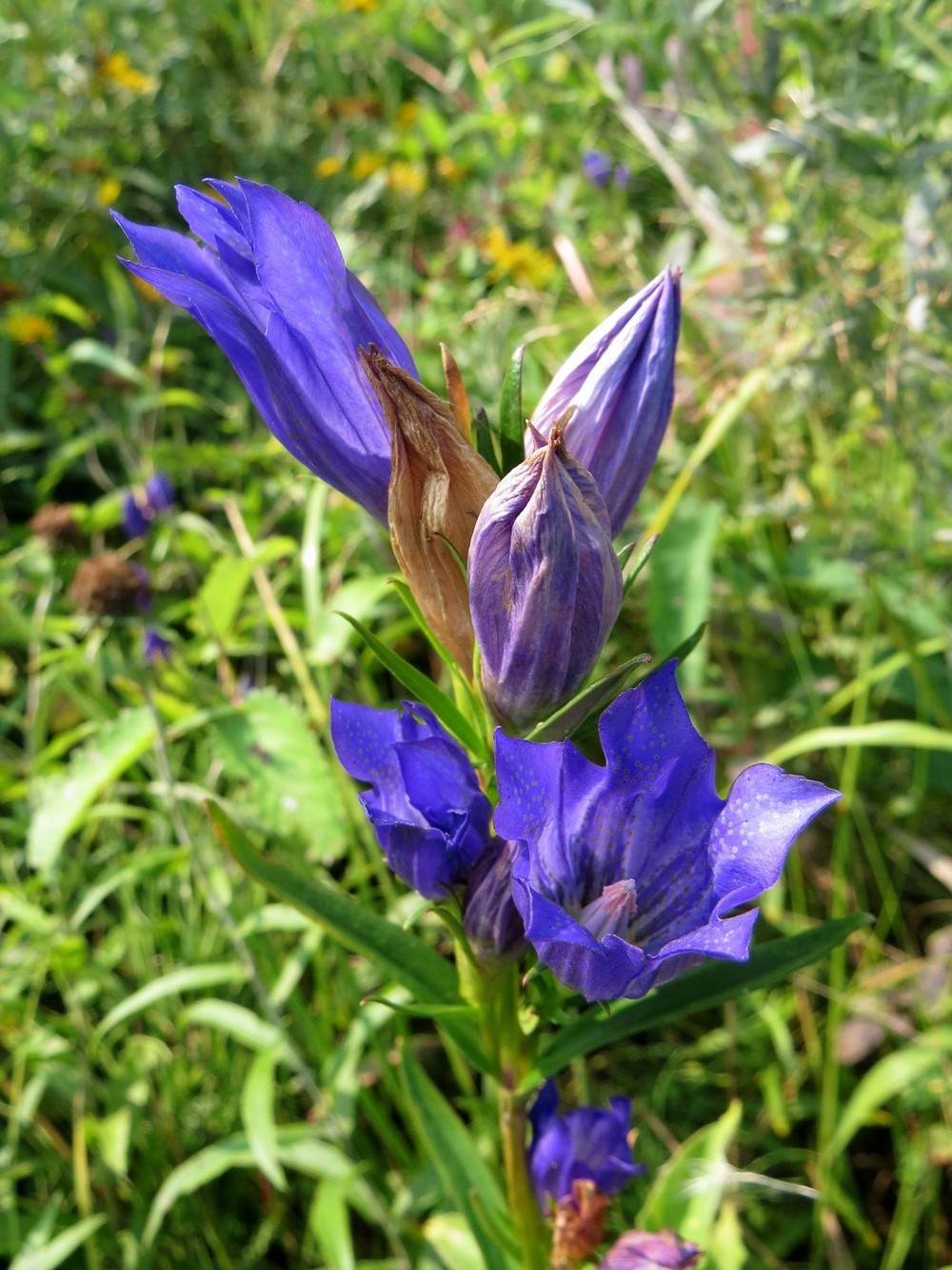 Изображение особи Gentiana pneumonanthe.