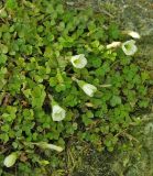 Oxalis magellanica