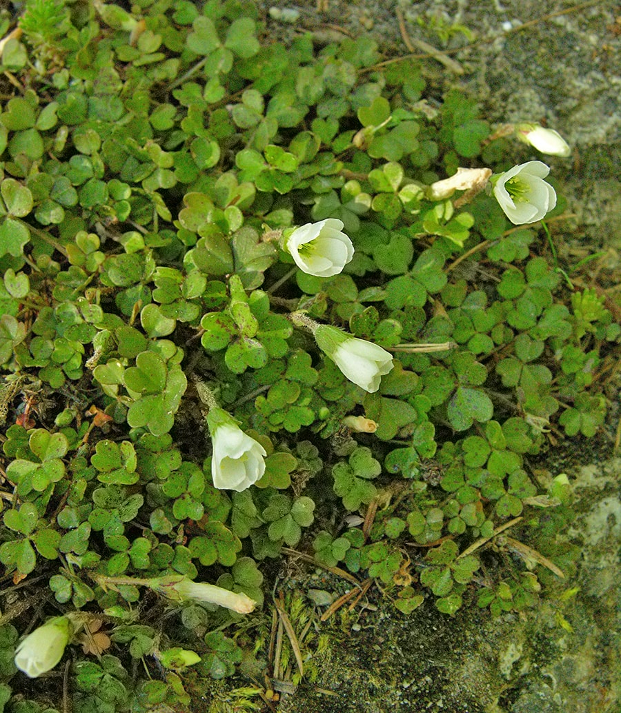 Изображение особи Oxalis magellanica.