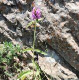 Betonica officinalis