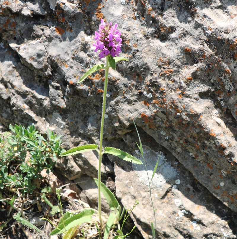 Изображение особи Betonica officinalis.