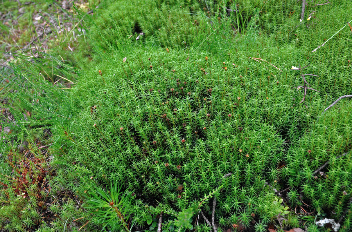 Изображение особи Polytrichum commune.