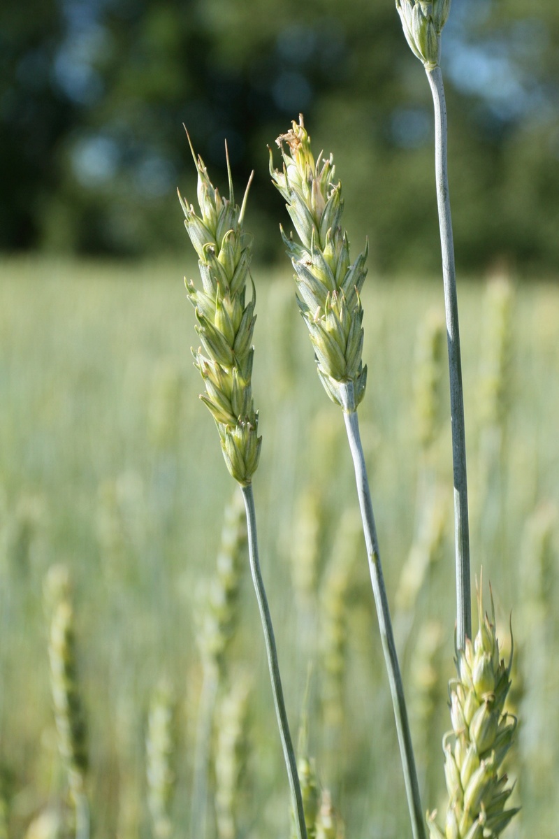 Image of genus Triticum specimen.