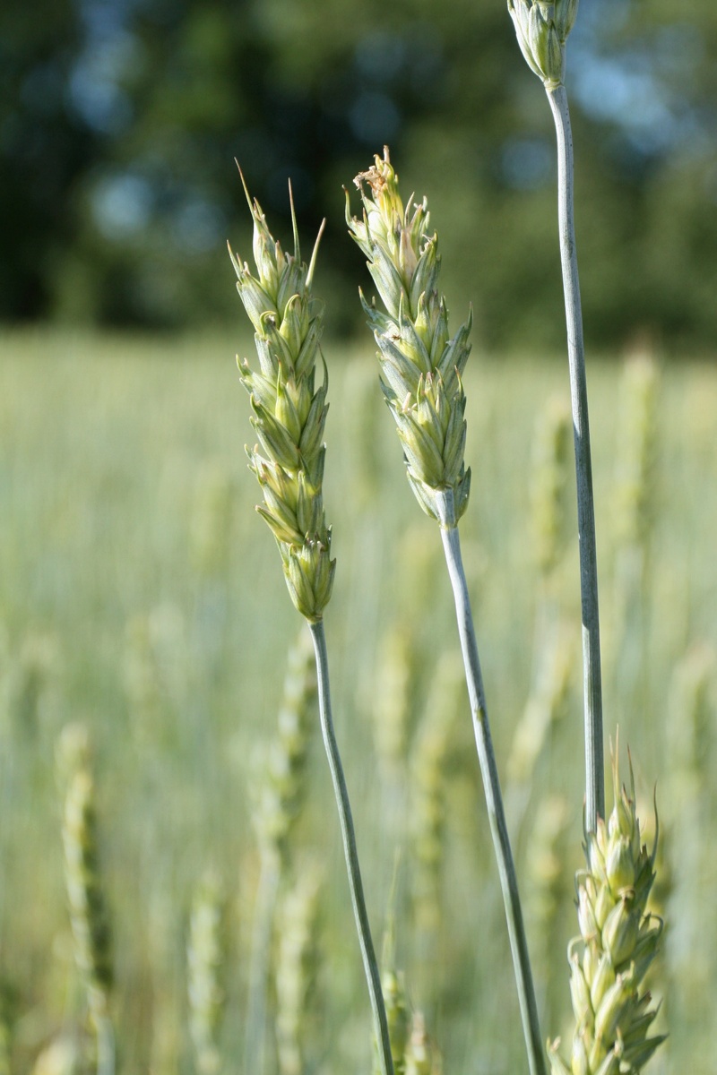 Изображение особи род Triticum.