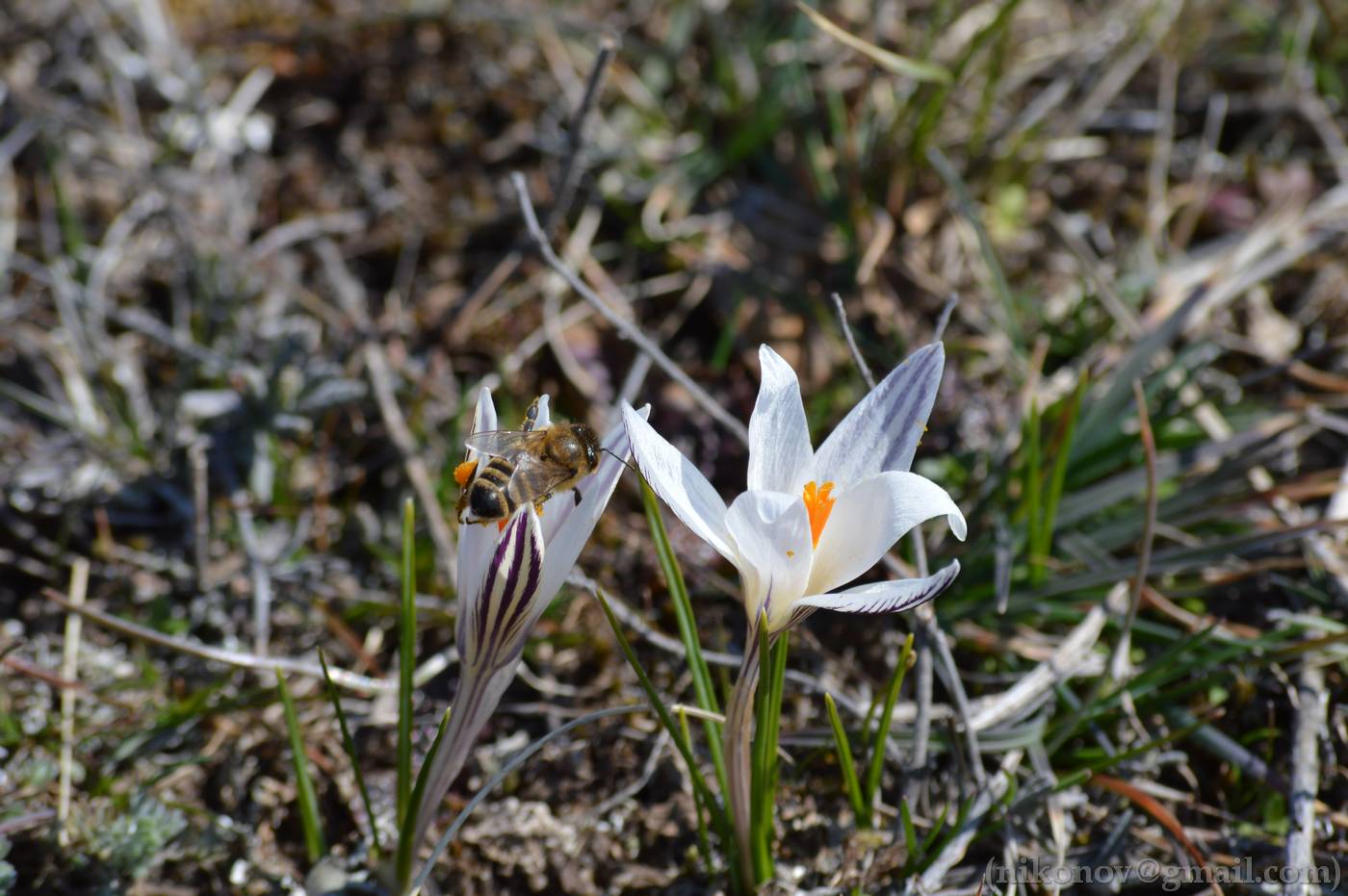 Image of Crocus reticulatus specimen.