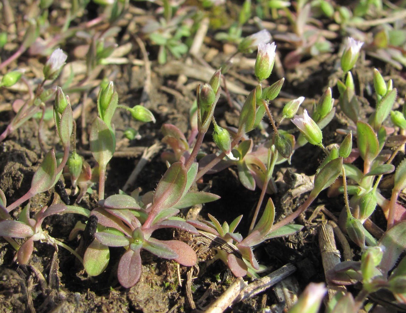 Изображение особи Holosteum umbellatum.