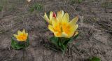 Tulipa berkariensis