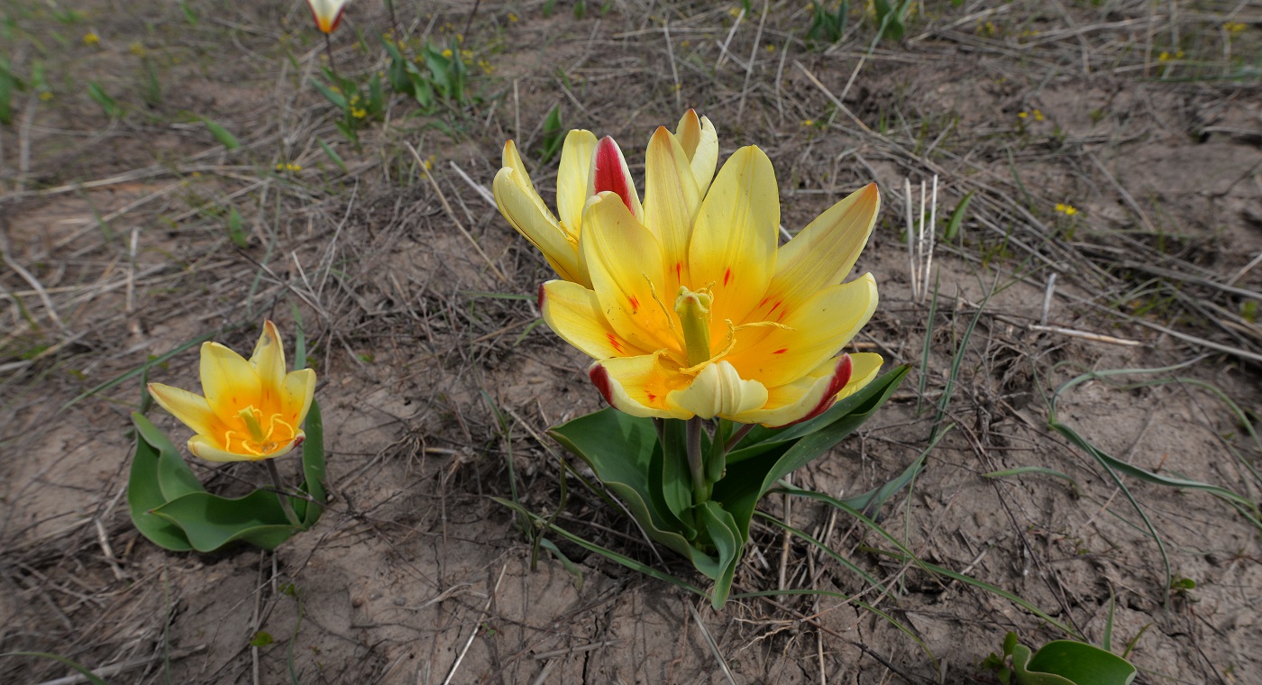 Изображение особи Tulipa berkariensis.