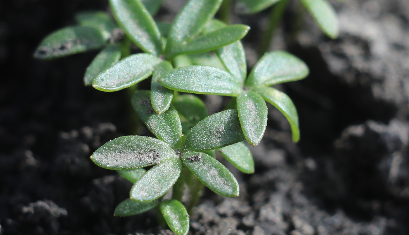 Image of Eranthis cilicica specimen.