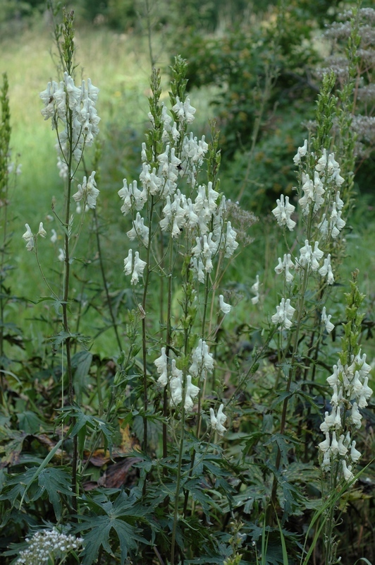 Image of Aconitum apetalum specimen.