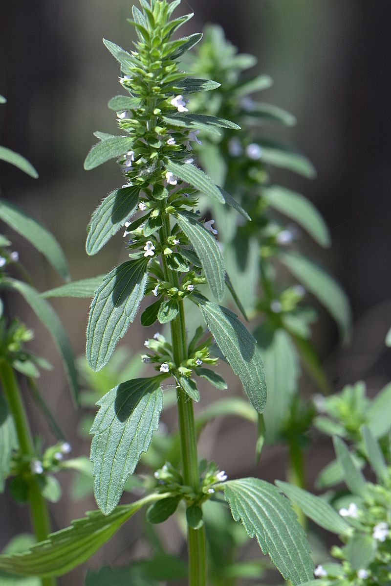 Изображение особи Dracocephalum thymiflorum.