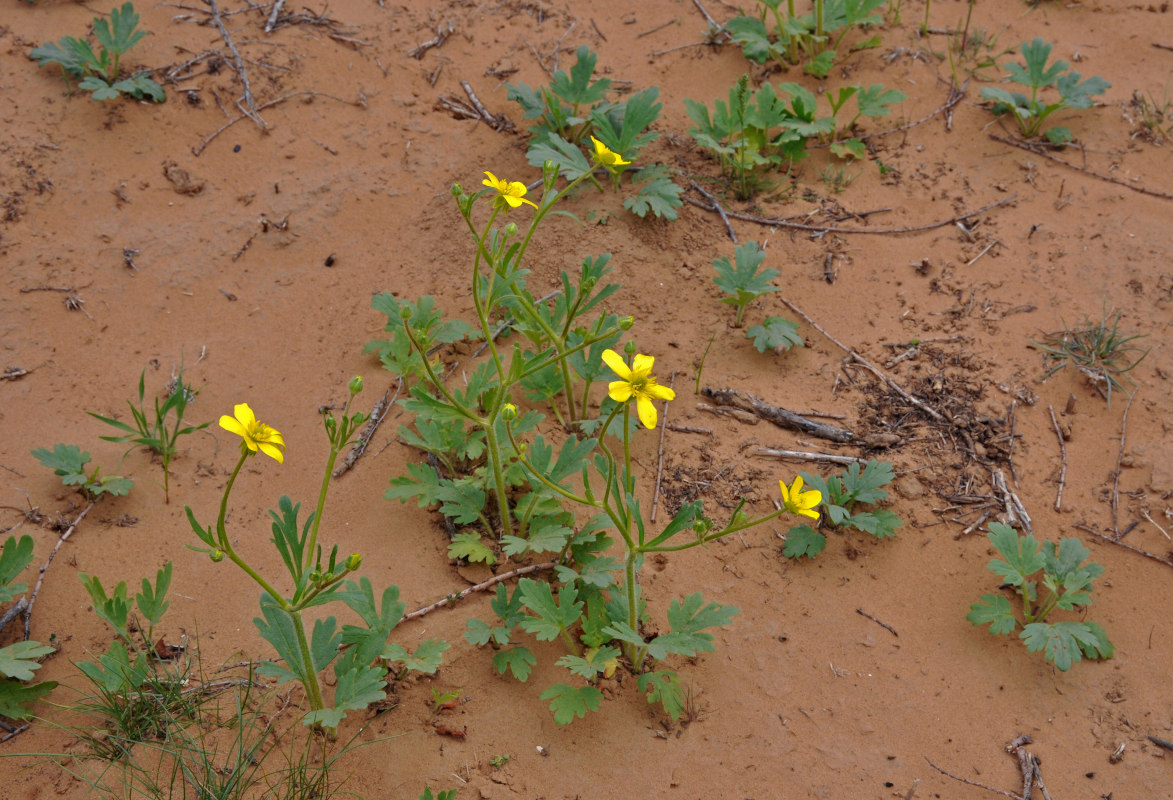 Image of Ranunculus oxyspermus specimen.