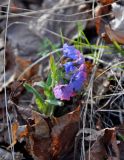 Pulmonaria obscura. Цветущее растение. Самарская обл., Ставропольский р-н, окр. с. Жигули, залив Жигулёвская Труба, широколиственный лес. 03.05.2021.