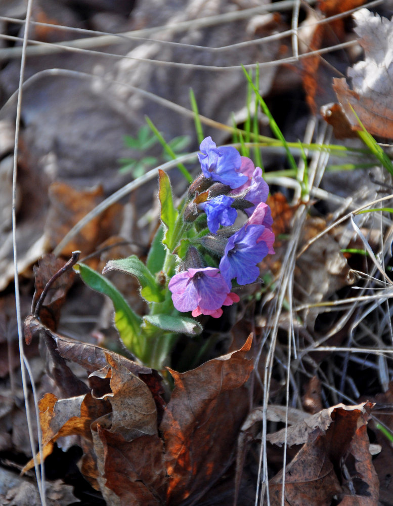 Изображение особи Pulmonaria obscura.