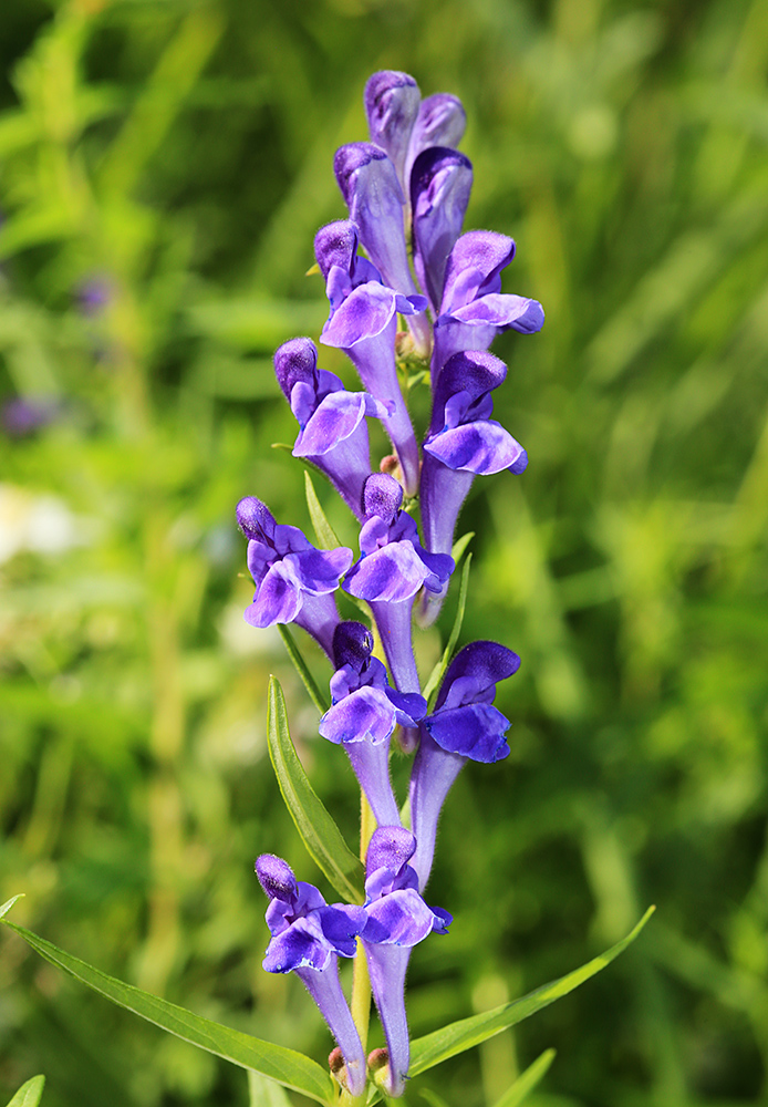 Изображение особи Scutellaria baicalensis.