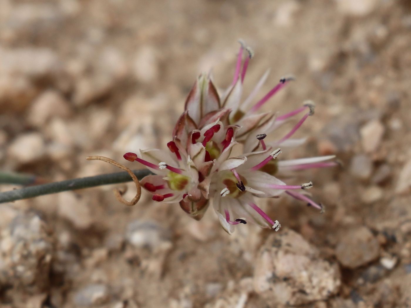 Image of Allium kokanicum specimen.