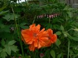 Papaver orientale