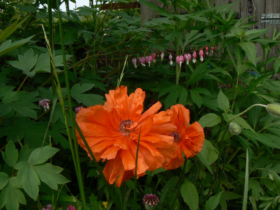 Изображение особи Papaver orientale.