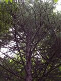 Pinus koraiensis. Нижняя часть кроны. Приморский край, Лазовский р-н, Лазовский заповедник, 2 км Ю кордона Америка. 17.08.2009..