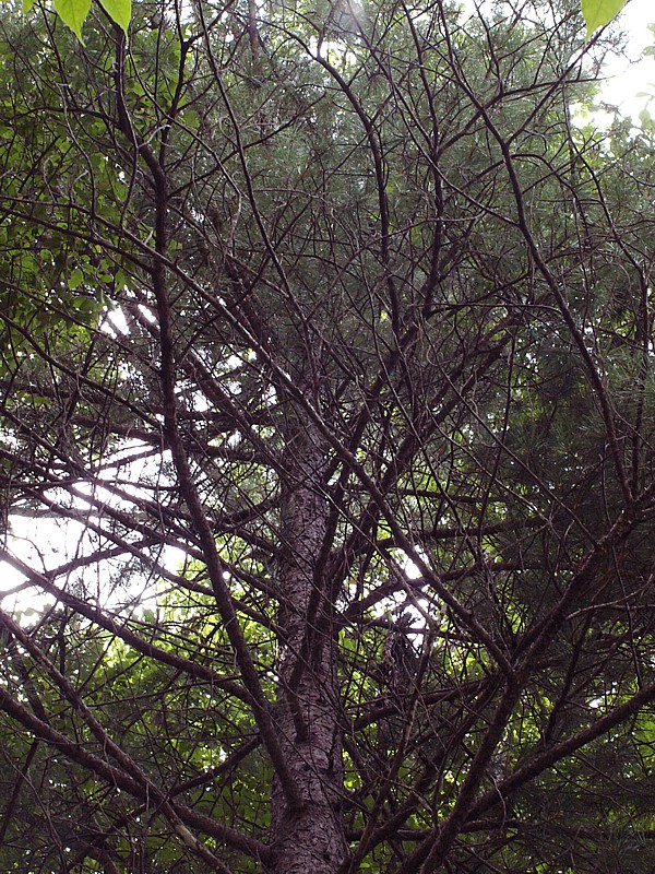 Image of Pinus koraiensis specimen.