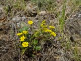 Potentilla humifusa. Цветущее растение. Челябинская обл., Троицкий р-н, Троицко-Совхозное сельское поселение, окр. пос. Скалистый, долина р. Уй, каменистый склон прибрежного скальника, степь. 4 мая 2021 г.