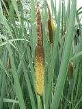 Typha latifolia. Верхушка генеративного побега и части листьев. Хабаровский край, Хабаровский р-н, окр ст. Хехцир. 19.07.2014.