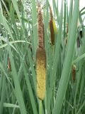 Typha latifolia