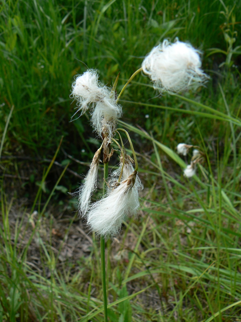 Изображение особи Eriophorum komarovii.