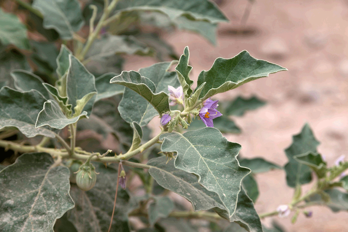 Изображение особи Solanum incanum.