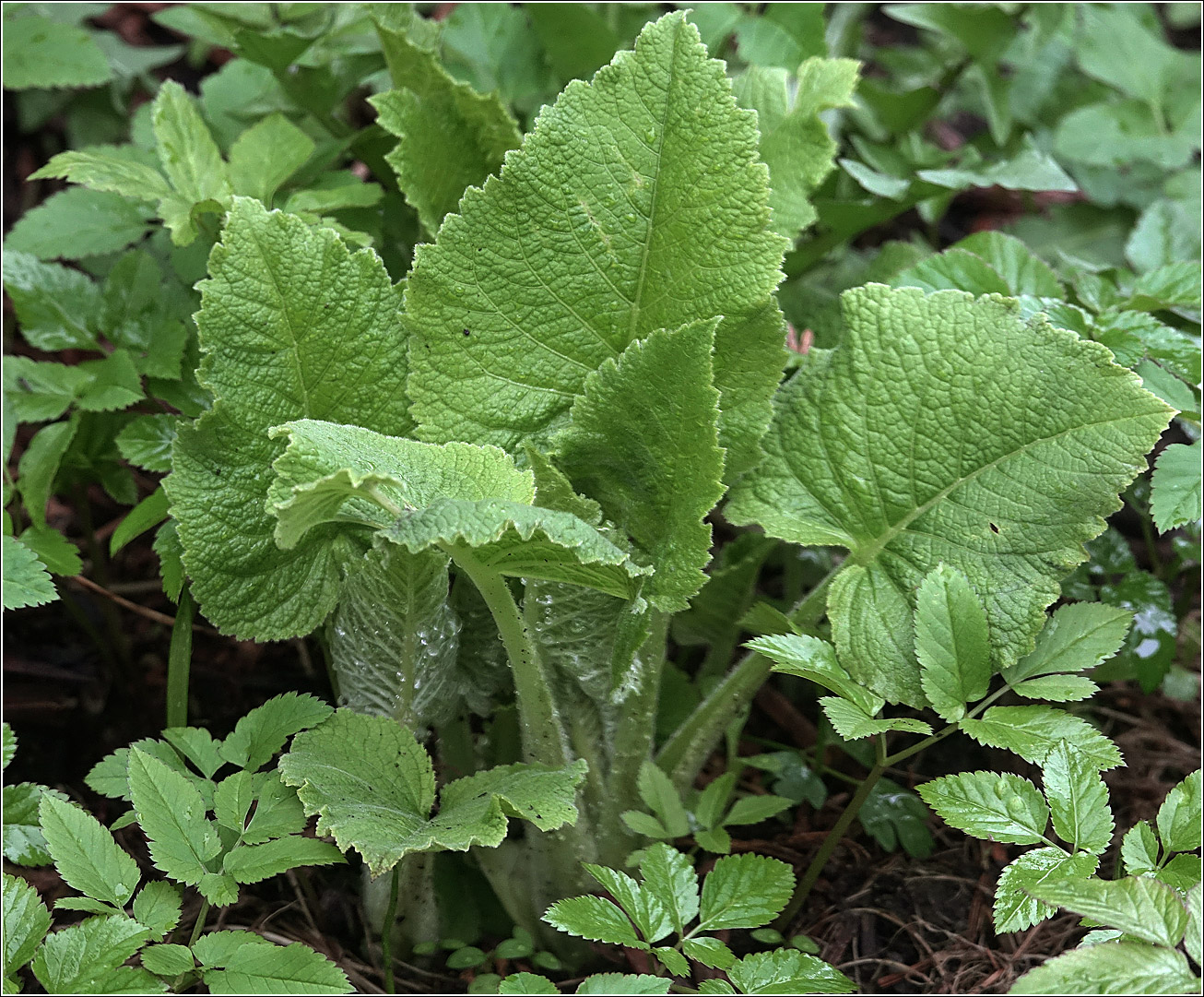 Изображение особи Telekia speciosa.