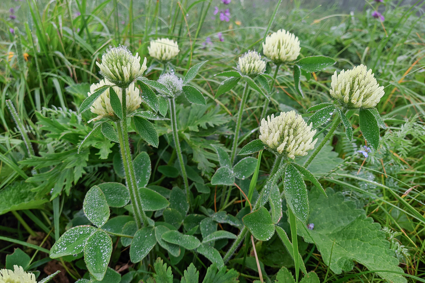 Image of Trifolium canescens specimen.