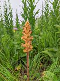 Orobanche owerinii. Верхушка цветущего растения. Республика Северная Осетия-Алания, Алагирский р-н, Большой Кавказ, Скалистый хребет, южный склон в р-не Ходского перевала, ≈ 2130 м н.у.м., субальпийский луг. 01.07.2021.