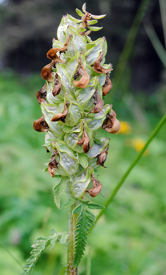 Image of Pedicularis compacta specimen.