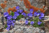 род Campanula. Цветущее растение. Республика Северная Осетия-Алания, Алагирский р-н, Большой Кавказ, Цейский хребет, северный отрог г. Садонхох в р-не пер. Садон Верхний, ребро хребта, ≈ 3400 м н.у.м., скальный выход. 04.07.2021.