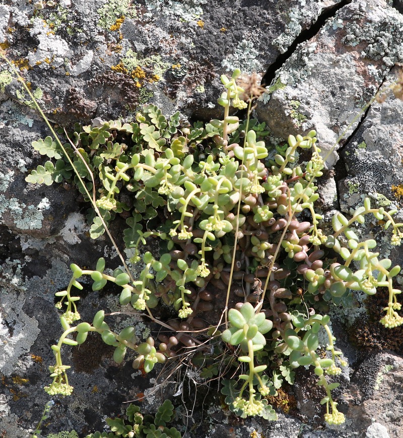 Image of Sedum album specimen.