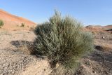 Ephedra equisetina